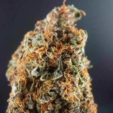 Blue Gelato 41 / Jack Herer / Mrs.X