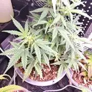 Stealth Grow Schrank