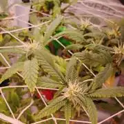 Home Box Ambient Q30