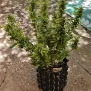 Fat Bannana Auto (Royal Queens Seeds)