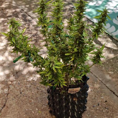 Fat Bannana Auto (Royal Queens Seeds)