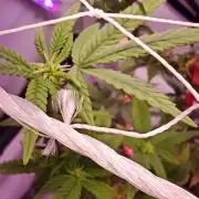 Home Box Ambient Q30