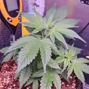 Alderaan Cookies Auto