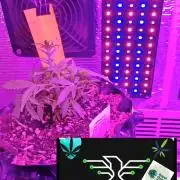 Fat Bannana Auto (Royal Queens Seeds)