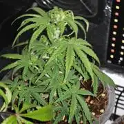 Stealth Grow Schrank