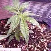 Fat Bannana Auto (Royal Queens Seeds)
