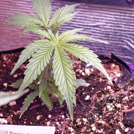 Fat Bannana Auto (Royal Queens Seeds)