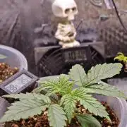 Mexikan Airlines Automatik