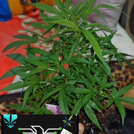 Fat Bannana Auto (Royal Queens Seeds)
