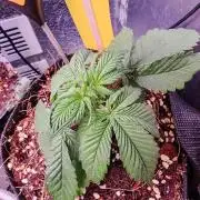 Alderaan Cookies Auto