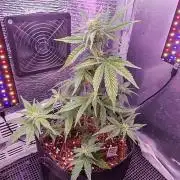 Alderaan Cookies Auto