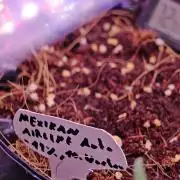 Mexikan Airlines Automatik