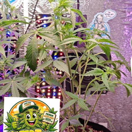 Stealth Micro Grow Schrank