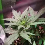 Zelt ⛺