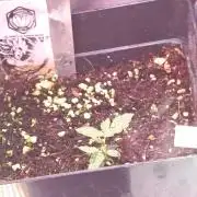 Stealth Micro Grow Schrank