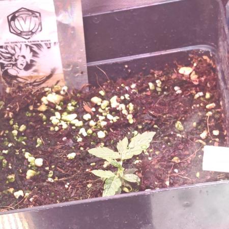 Stealth Micro Grow Schrank