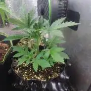 Stealth Micro Grow Schrank