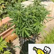 Fat Bannana Auto (Royal Queens Seeds)
