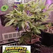 Stealth Micro Grow Schrank