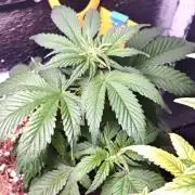 Alderaan Cookies Auto