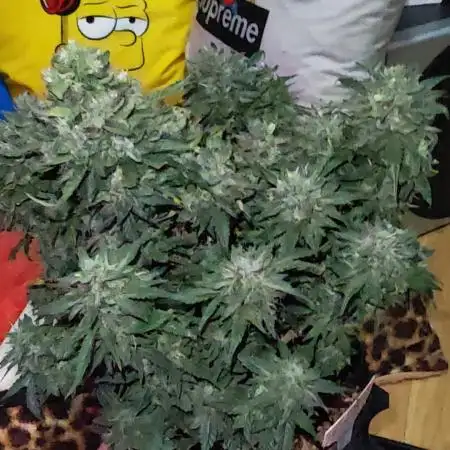 Stealth Grow Schrank