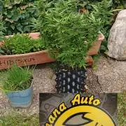 Fat Bannana Auto (Royal Queens Seeds)