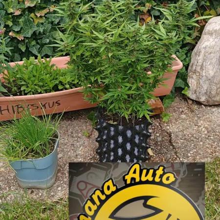 Fat Bannana Auto (Royal Queens Seeds)