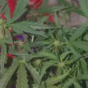 Fat Bannana Auto (Royal Queens Seeds)