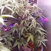 Stealth Grow Schrank