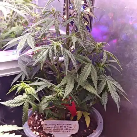 Stealth Grow Schrank