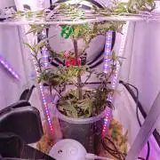 Home Box Ambient Q30