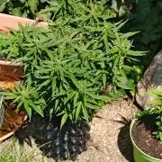 Fat Bannana Auto (Royal Queens Seeds)