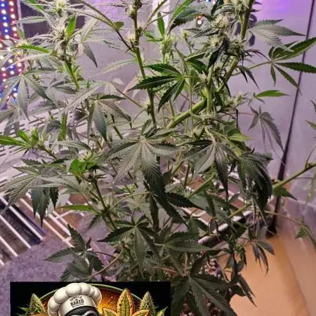 Stealth Micro Grow Schrank
