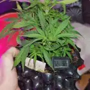Fat Bannana Auto (Royal Queens Seeds)