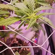 Home Box Ambient Q30