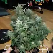 Stealth Grow Schrank