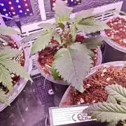 Alderaan Cookies Auto