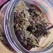 Big Bud