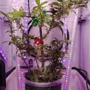 Home Box Ambient Q30