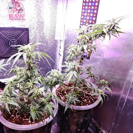 Mexikan Airlines Automatik