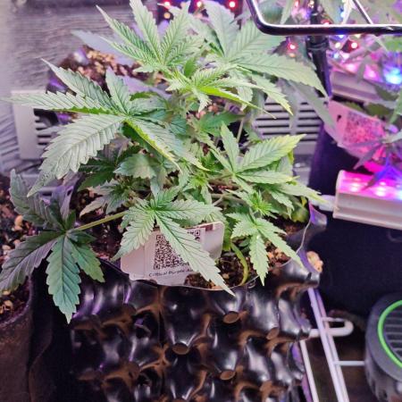 Stealth Micro Grow Schrank