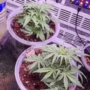 Stealth Grow Schrank