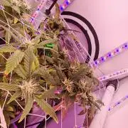 Home Box Ambient Q30