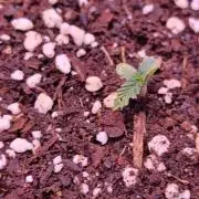 Stealth Micro Grow Schrank