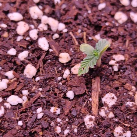Stealth Micro Grow Schrank