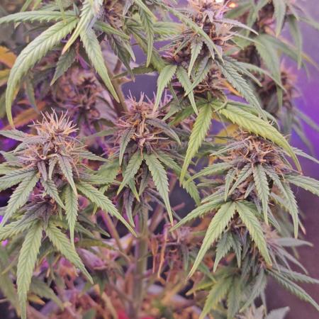 Stealth Grow Schrank