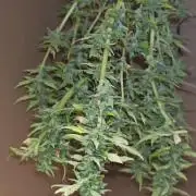 Fat Bannana Auto (Royal Queens Seeds)