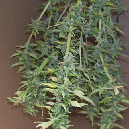 Fat Bannana Auto (Royal Queens Seeds)
