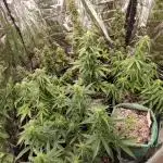 Hybrid Grow