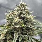 Bruce Banner